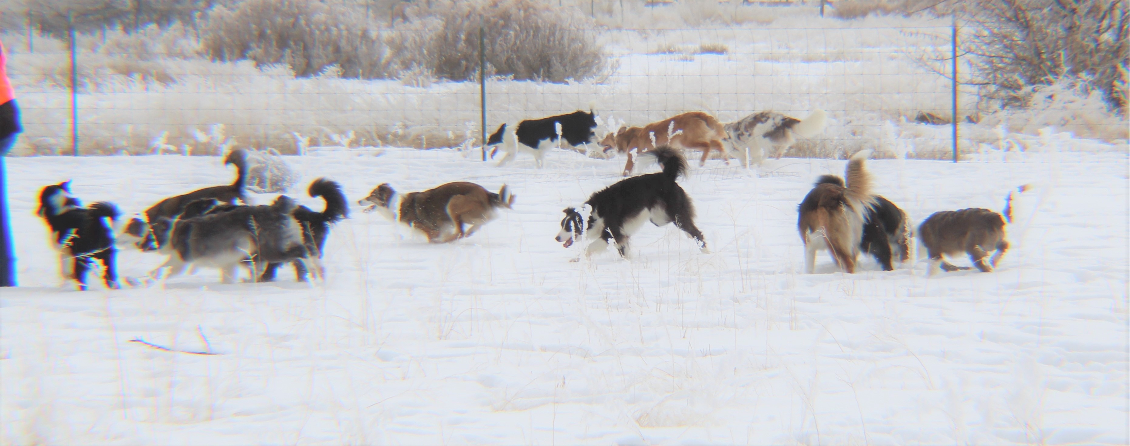 Winter Run